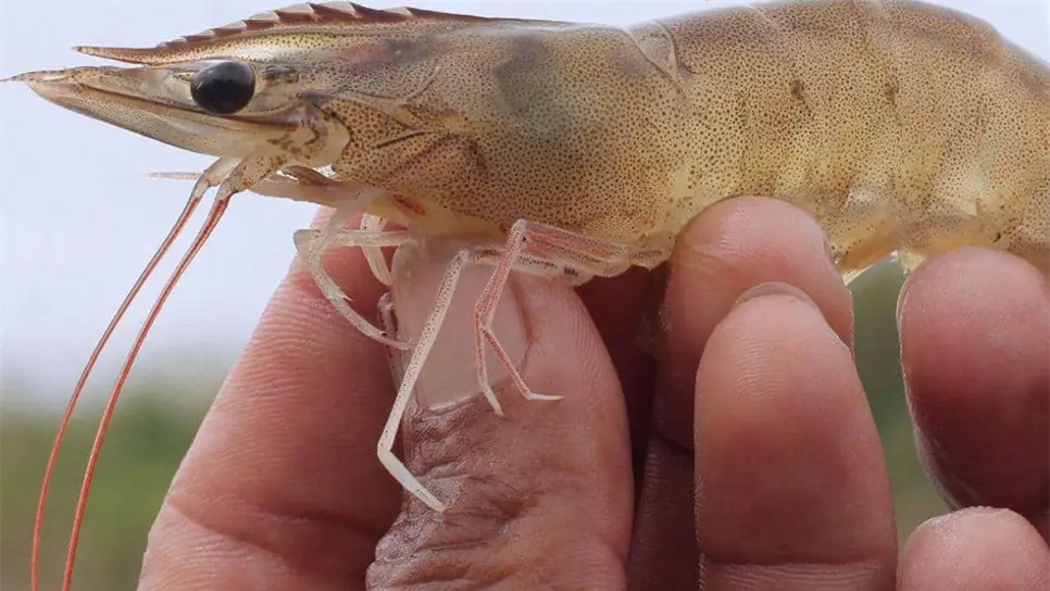 Camarón de Ecuador. FOTO: Prilabsa.