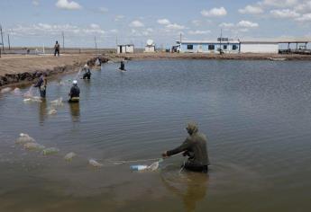 El 50% de las granjas acuícolas en Sinaloa a punto de irse a la quiebra 