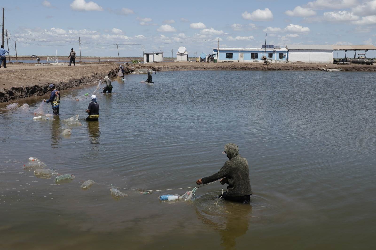 La situación afecta no solo a Sinaloa,  sino a otras regiones del país, donde la introducción ilegal de camarón extranjero.