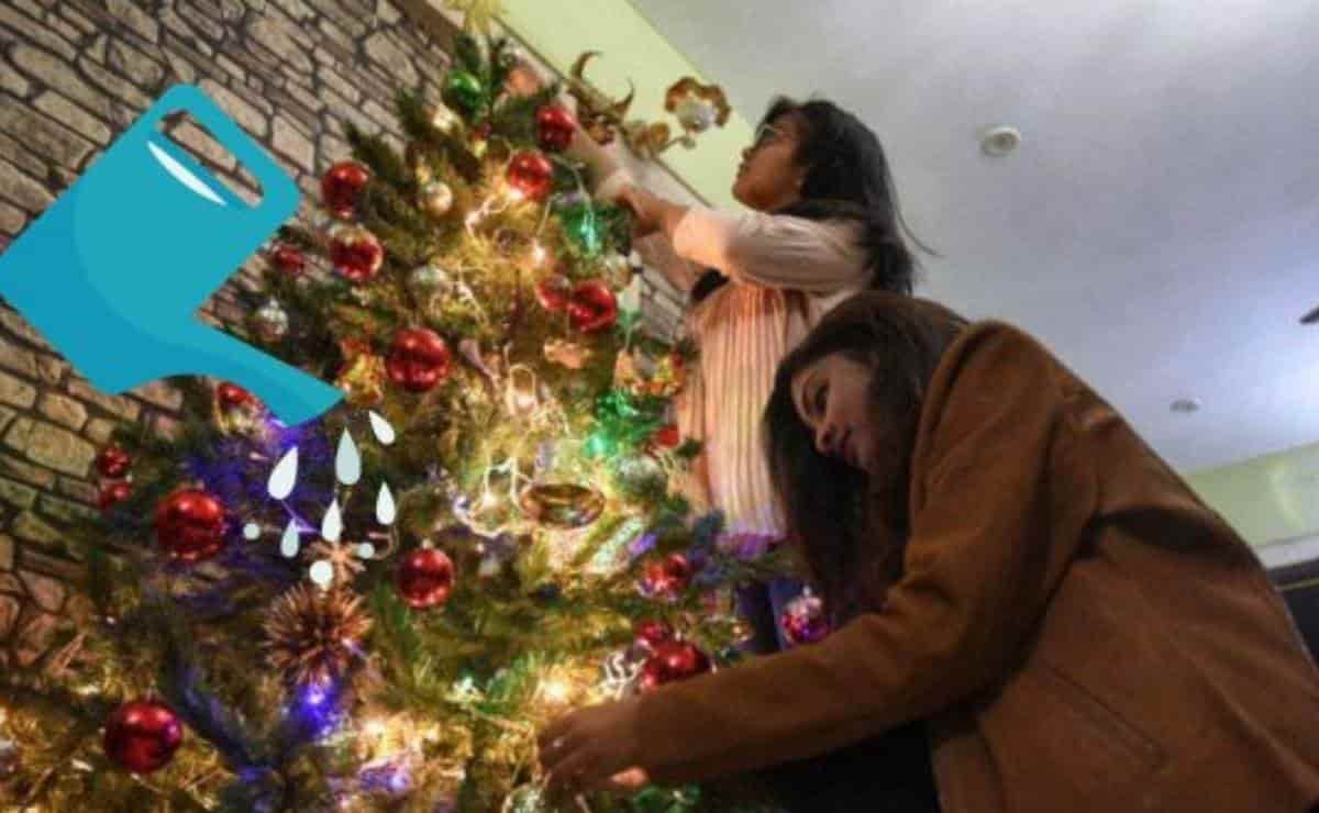 ¿Cómo hacer para que dure más el árbol de Navidad natural y no se seque?