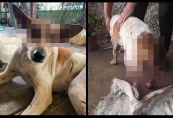 Machetean y torturan a una perrita en Ahome; ubican al agresor