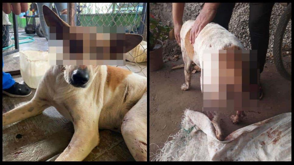 Machetean y torturan a una perrita en Ahome; ubican al agresor