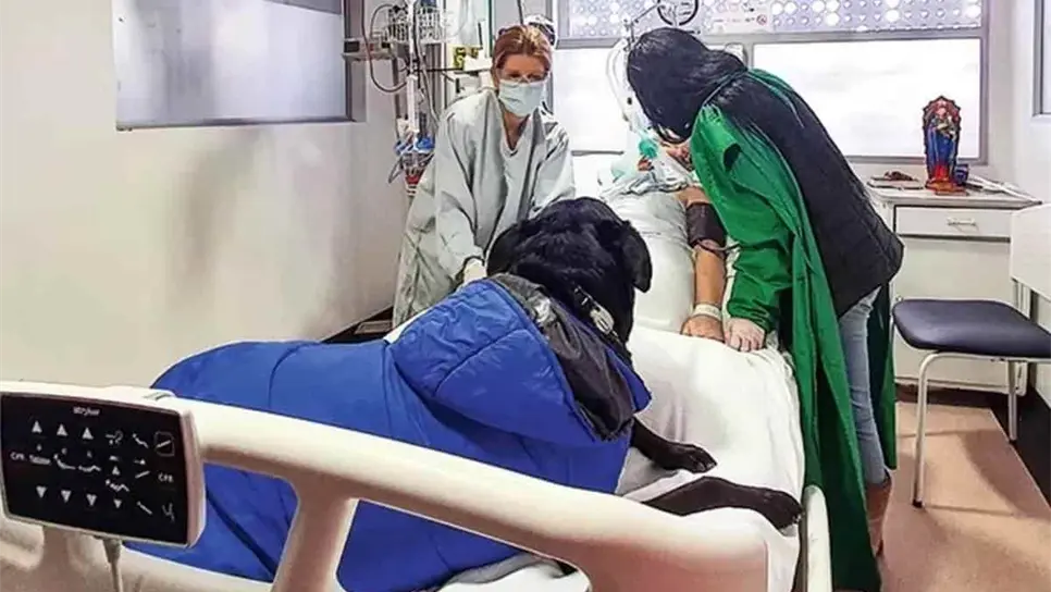 Dino al visitar a su dueña y darse el milagro en el hospital.