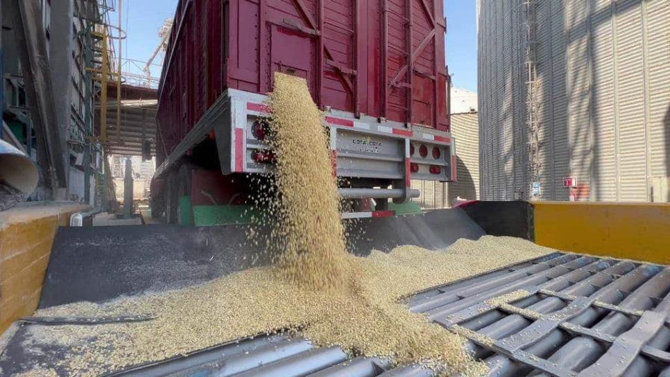 Precio del maíz alcanza los $5,479