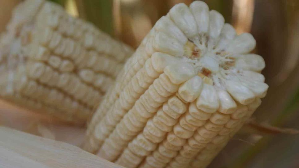 Pese a sequía, maíz lidera cultivos establecidos en Sinaloa