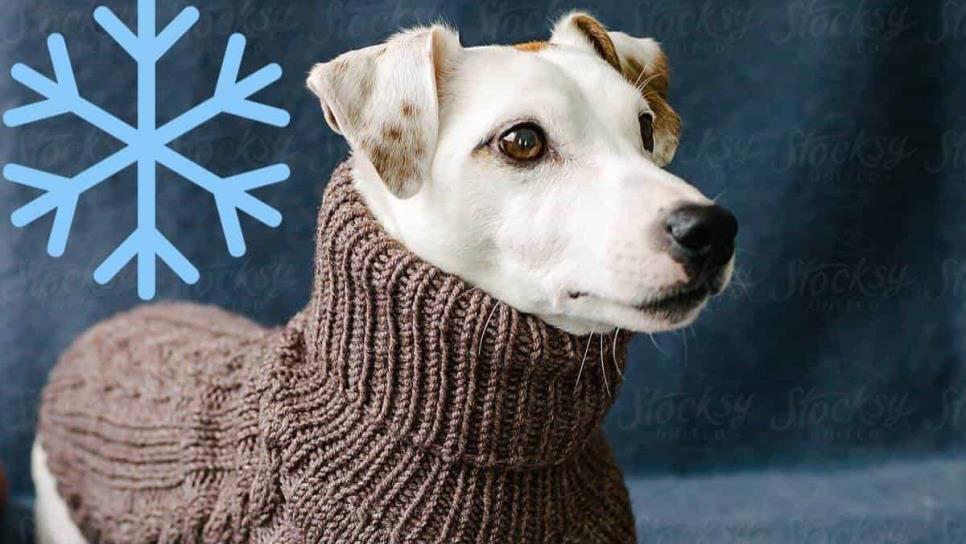 ¿Cómo cuidar a tu mascota del frío? Tips y consejos a seguir