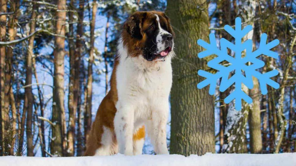 Conoce las 6 razas de perros que aman y soportan el frío 