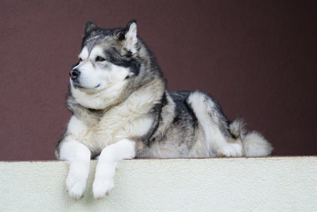 que frio es demasiado frio para un husky siberiano