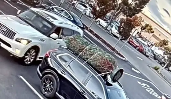 La persona aprovechó para apoderarse del árbol y darse a la fuga.