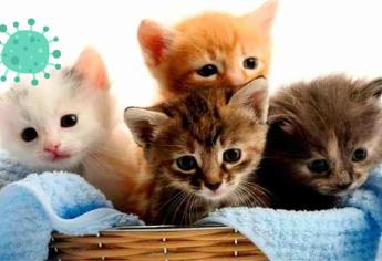 Conoce la enfermedad que ataca a tus gatos durante la temporada de frío