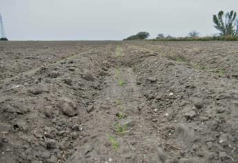 No hay créditos para la agricultura de Sinaloa
