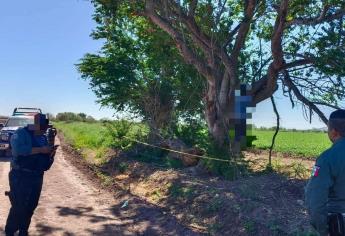 Encuentran a hombre sin vida colgado de un árbol en El Fuerte