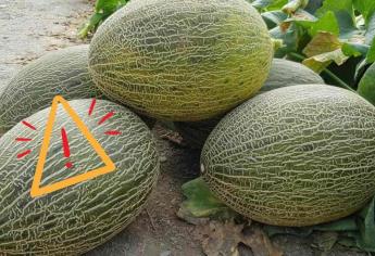 Brote de Salmonela en Canadá: Vinculan cinco muertes a melones de marcas mexicanas