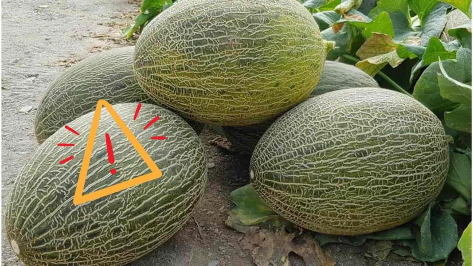 Brote de Salmonela en Canadá: Vinculan cinco muertes a melones de marcas mexicanas