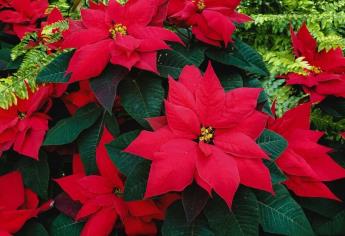 Flor de nochebuena: Qué cuidados necesita para que no se te marchite como siempre