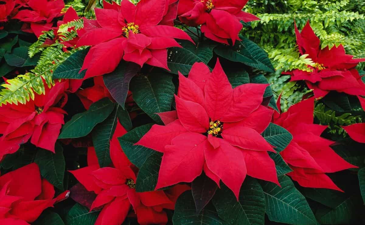 Flor de nochebuena: Qué cuidados necesita para que no se te marchite como siempre