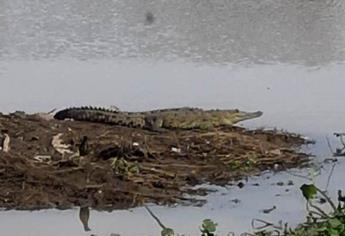 Avistan cocodrilo en el sector Tres Ríos de Culiacán