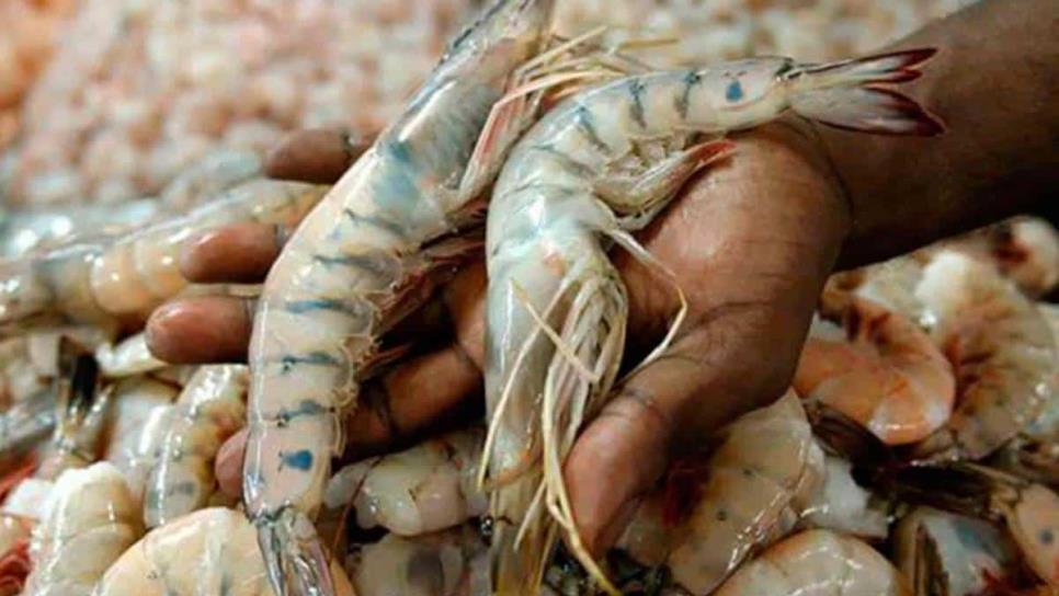Pescadores de Sinaloa piden apoyo para congelar el camarón
