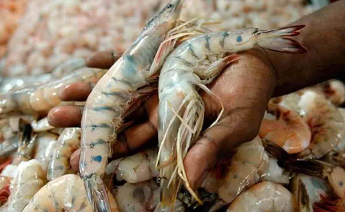 Pescadores de Sinaloa piden apoyo para congelar el camarón