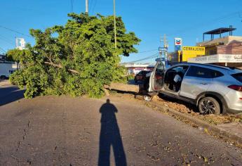 Joven conductor arranca un árbol al chocar en la colonia Miguel Hidalgo en Culiacán