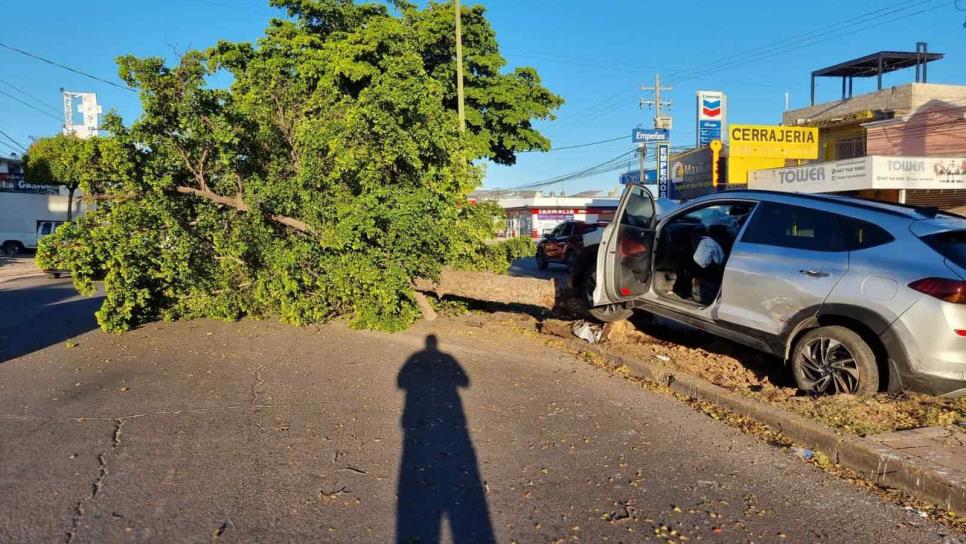Joven conductor arranca un árbol al chocar en la colonia Miguel Hidalgo en Culiacán