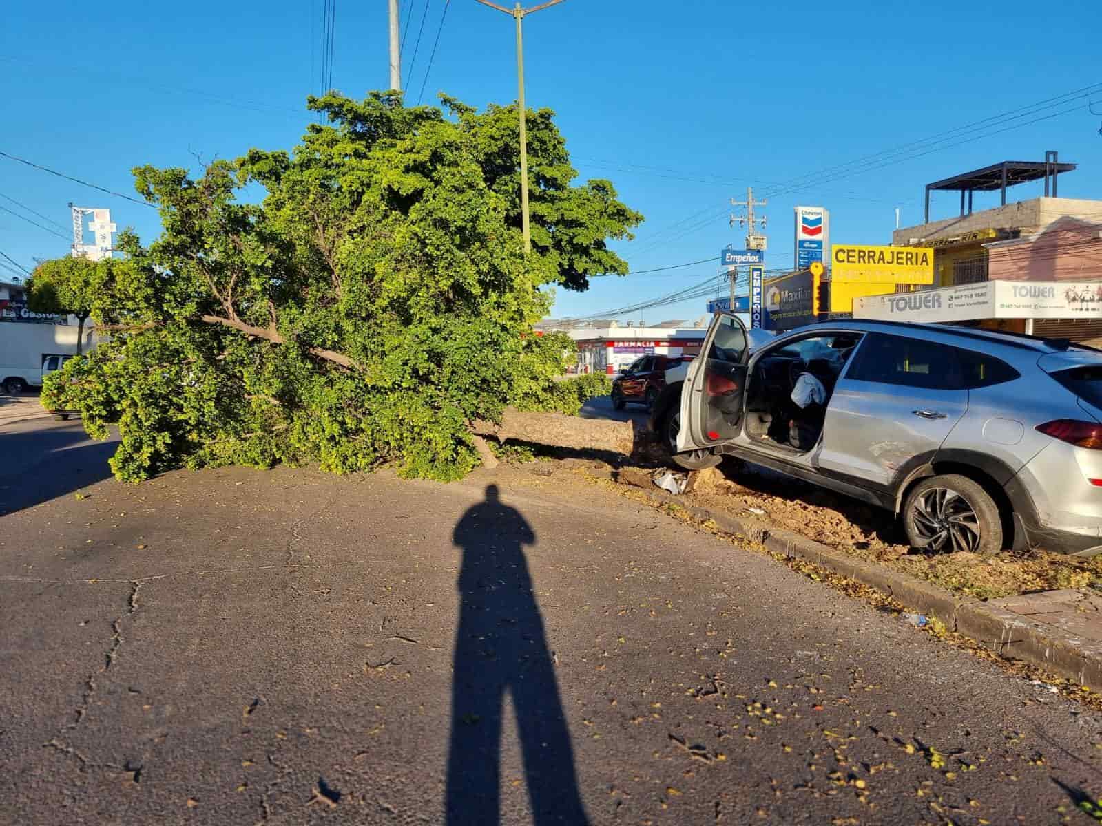 Joven conductor arranca un árbol durante un choque en la colonia Miguel Hidalgo.