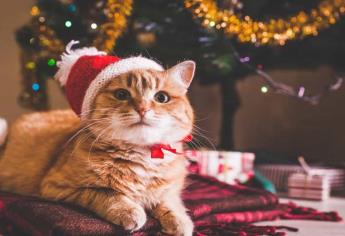 Este es el secreto para que tu gato no se suba ni destruya tu arbolito de navidad