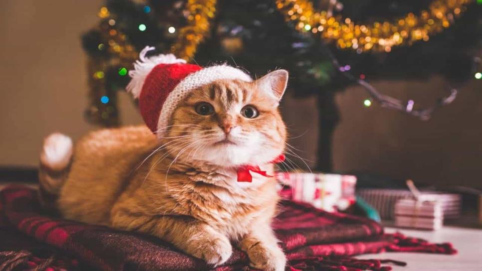 Este es el secreto para que tu gato no se suba ni destruya tu arbolito de navidad