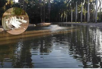 ¿Y los patos del Parque Sinaloa? el pulmón de Los Mochis se quedó sin aves