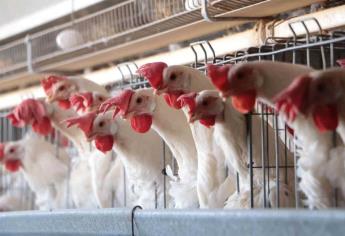 Alimentación de aves en riesgo por cierre temporal de cruces ferroviarios a EU