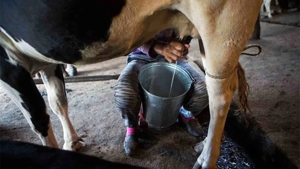 ¡Por los Suelos! Precio de la leche en Sinaloa preocupa a ganaderos