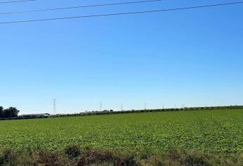 Qué se sembró en Sinaloa sin agua en las 11 presas