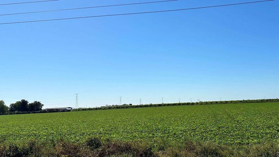 Qué se sembró en Sinaloa sin agua en las 11 presas