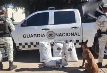 En Sinaloa, GN asegura 100 kilos de precursor químico de drogas sintéticas
