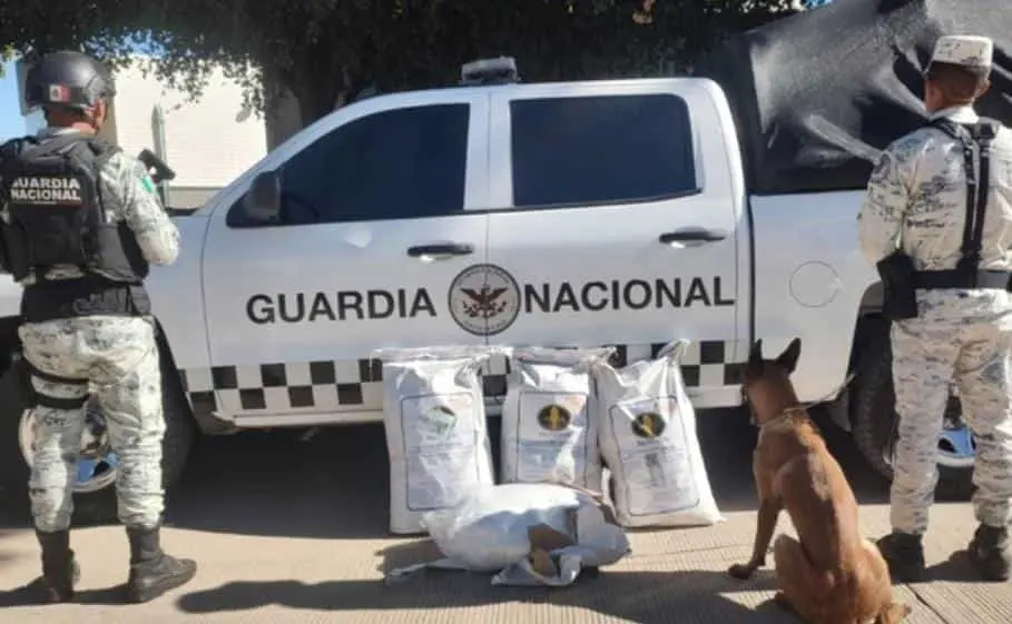 Aseguran mariguana en empresa de paquetería en Culiacán; iba a Los Mochis