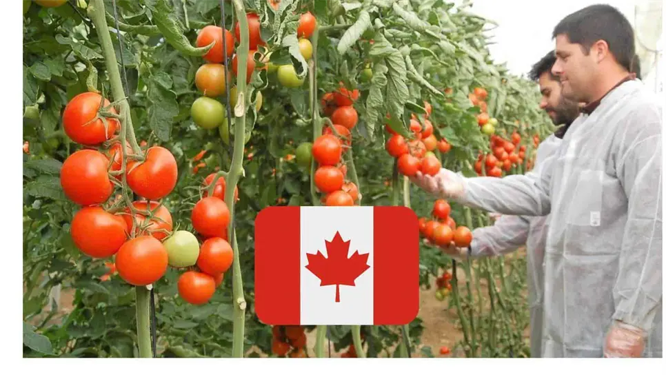 Canadá lanza empleo con sueldo de hasta 68,000 pesos al mes | requisitos.