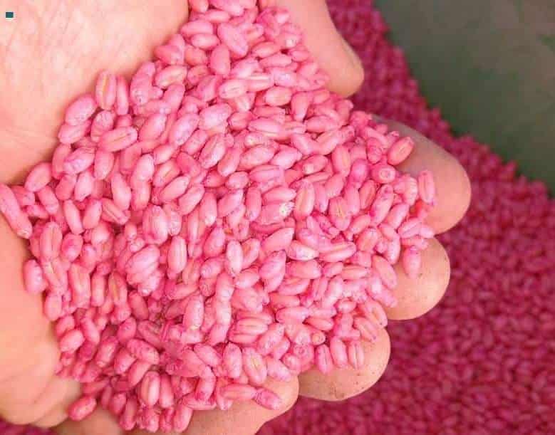 Fundación Produce Sinaloa desarrolla semilla de trigo de alta calidad. | FOTO: Cortesía.