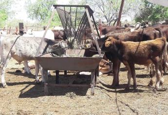 ¡Por sequía! Escasea alimento para el ganado en Sinaloa