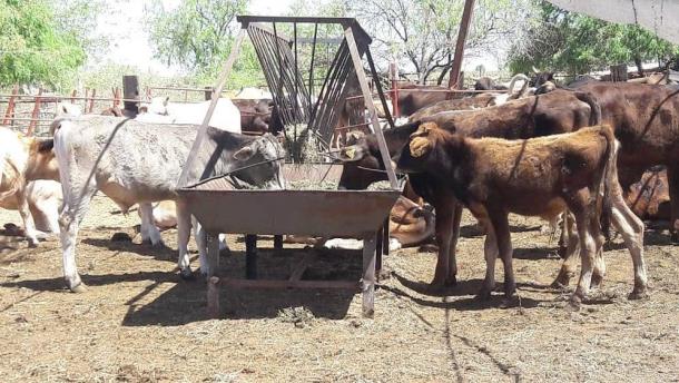 ¡Por sequía! Escasea alimento para el ganado en Sinaloa