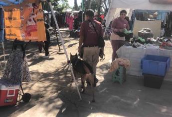 Con perros entrenados buscan pirotecnia en tianguis de Ahome