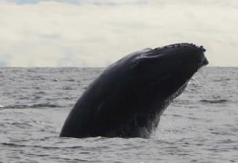 Alertan sobre ballena de gran tamaño en la bahía de Topolobampo; buscan evitar accidentes