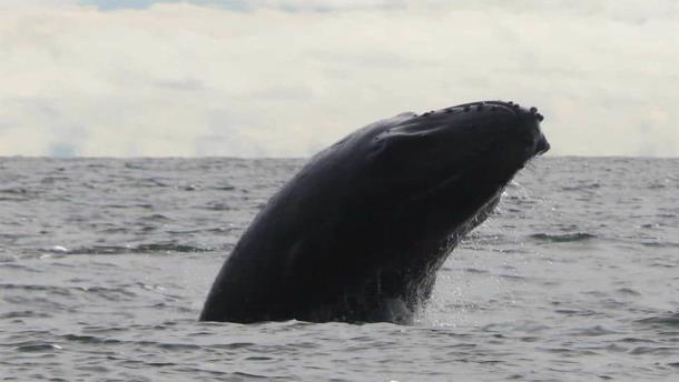 Alertan sobre ballena de gran tamaño en la bahía de Topolobampo; buscan evitar accidentes