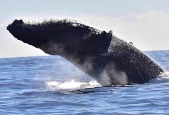 Ballenas en Mazatlán: en dónde se pueden ver y qué recomendaciones seguir