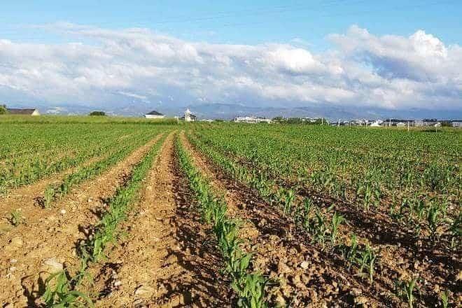 Sinaloa reduce drásticamente siembra de maíz 