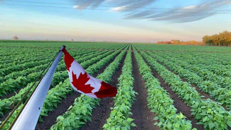 Empresa canadiense ofrece trabajo agrícola con salario de 12 mil 800 pesos semanales