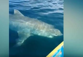 Así fue el ataque del gran tiburón blanco a pescadores en el sur de Sonora