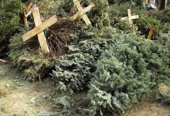 ¡No tires tu árbol navideño! El Gobierno de Mazatlán habilita tres centros de acopio