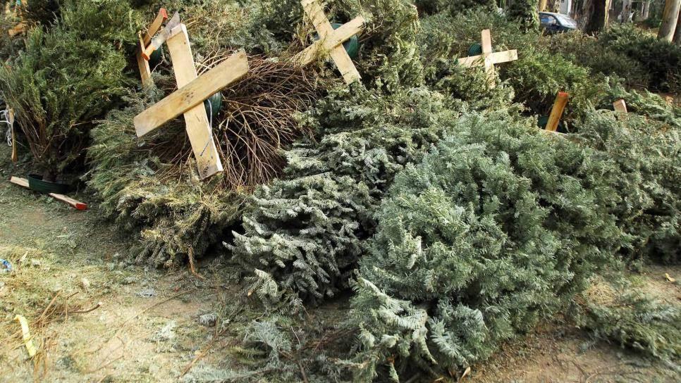 ¡No tires tu árbol navideño! El Gobierno de Mazatlán habilita tres centros de acopio