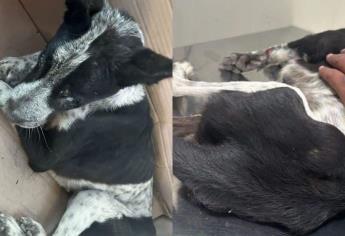 Abandonan a perrita en el escombro y atada como costal en Los Mochis