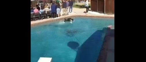 Perrito desafía las leyes de la física, corre sobre el agua |VIDEO